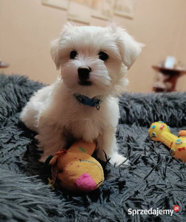 Maltańczykcudny piesek Warszawa