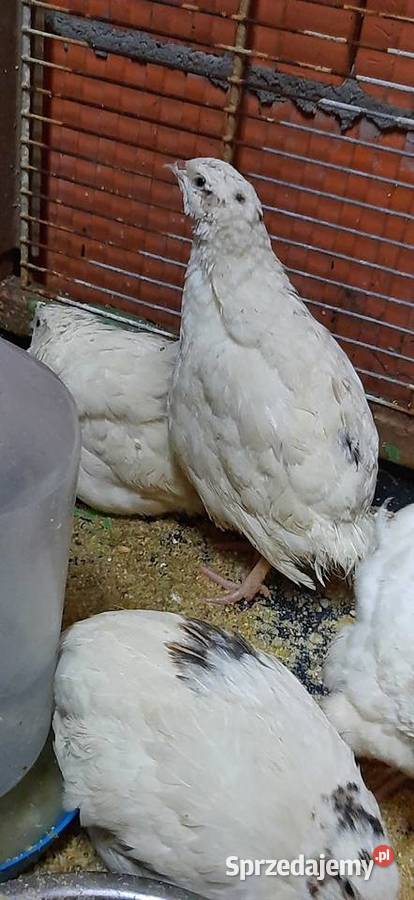 przepiórki texas Zwierzęta