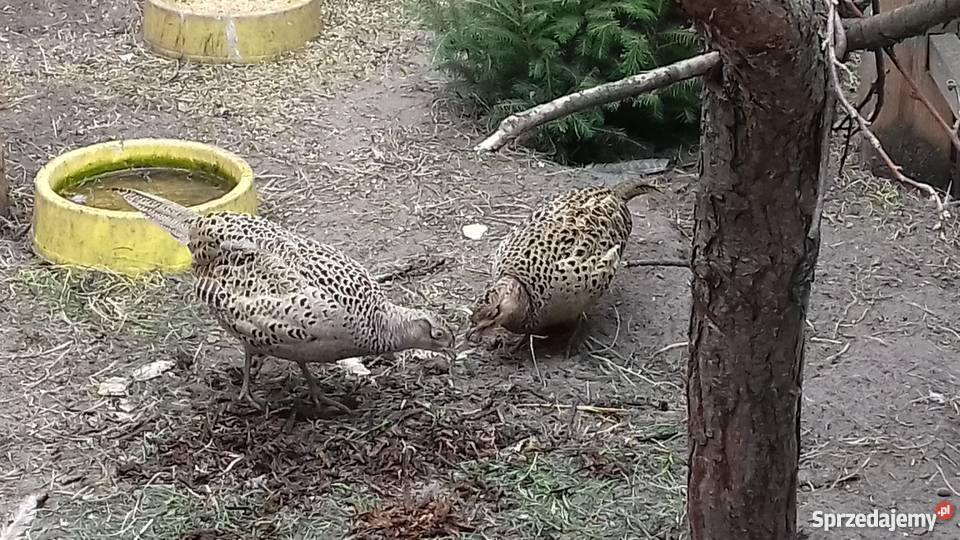 Jaja lęgowe bażanta łownego wielkopolskie Książ Wielkopolski