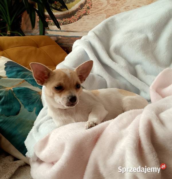 Chihuahua dziewczynka małopolskie Dąbrowa Tarnowska sprzedam