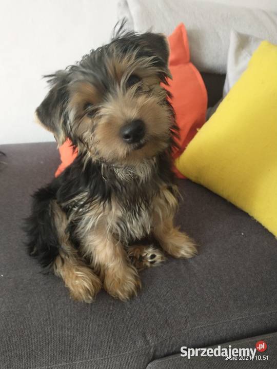 Yorki 4 miesięczne odchowane pieski Wrocław sprzedam