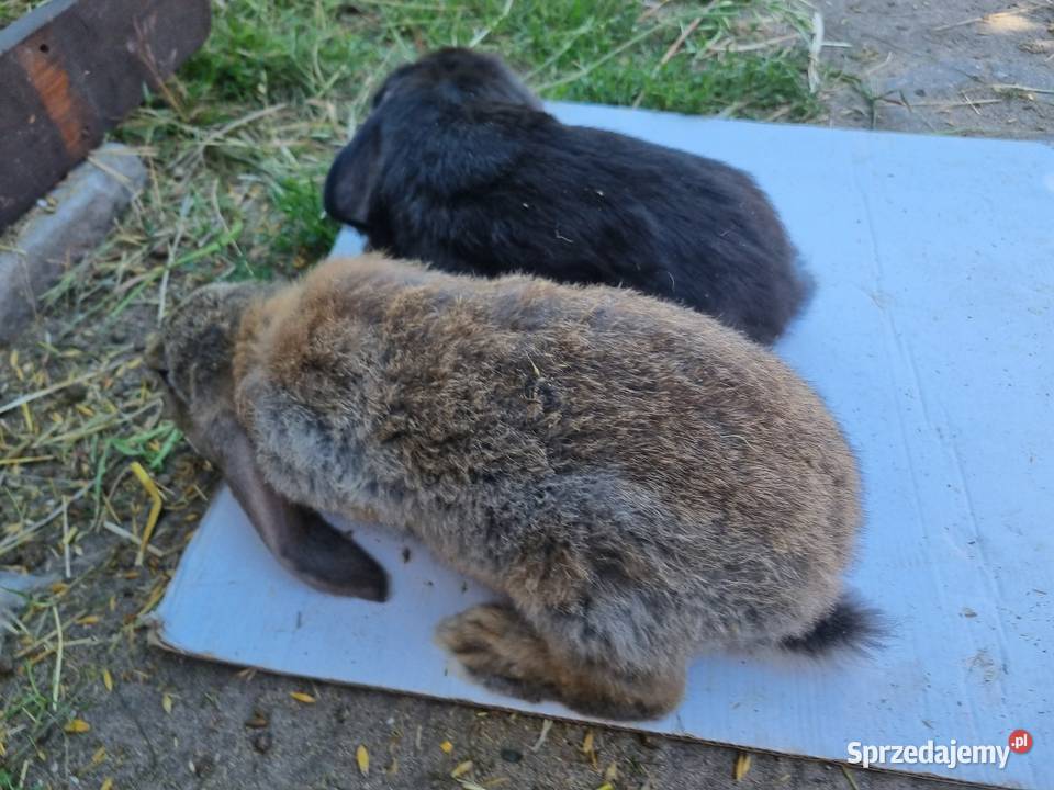 Baran francuski i burgundzkie Gryzonie mazowieckie Wola Rębkowska sprzedam