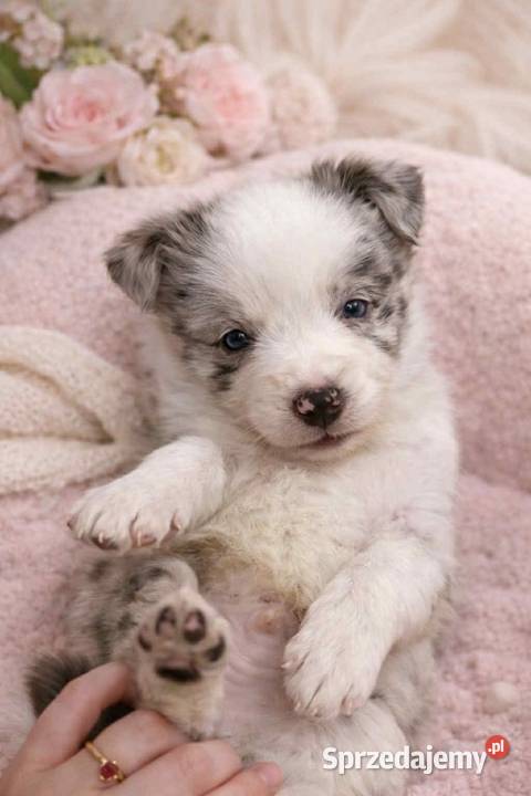 Border Collie szczeniak piesek Łódź