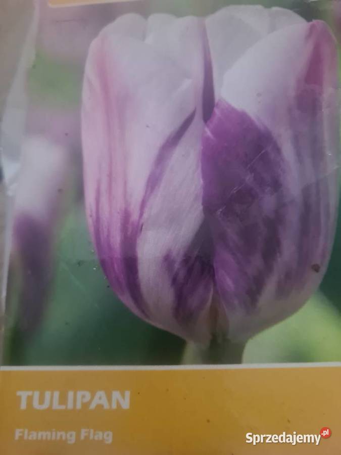 Tulipan świeże cebulki mix kolorów Bydgoszcz