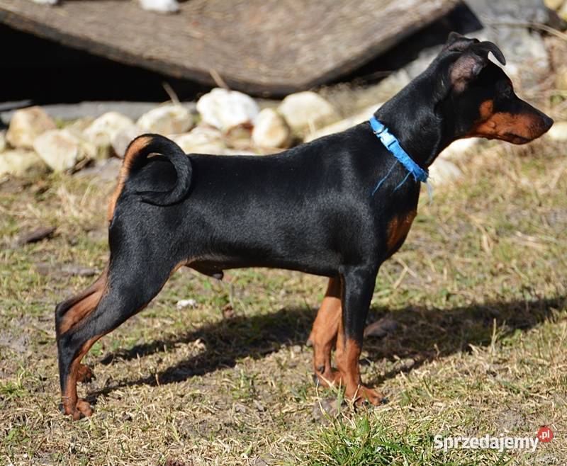 Pinczer miniaturowy ZKwP FCI przebadany piesek