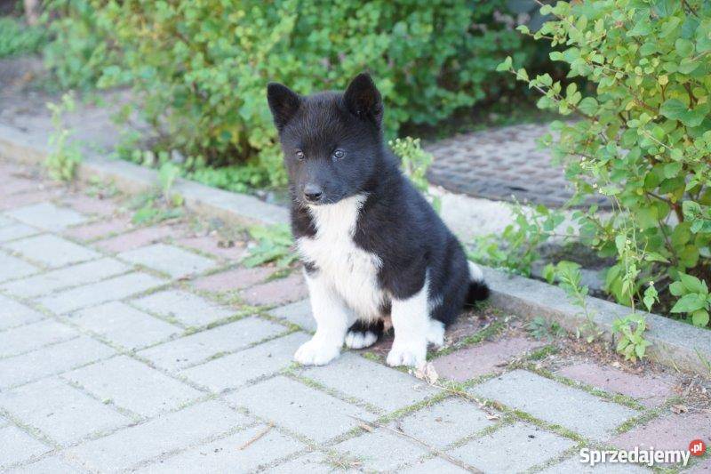 Karelski pies na niedźwiedzie szczeniaki