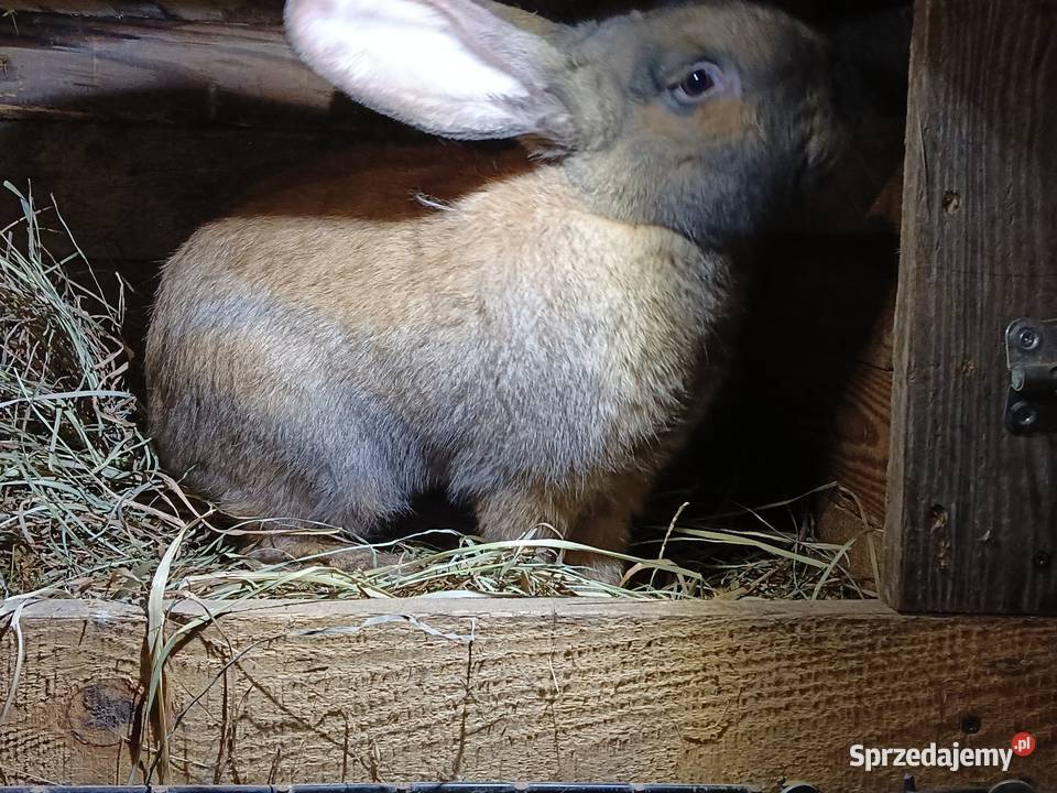 Sprzedam królika samca Łebno