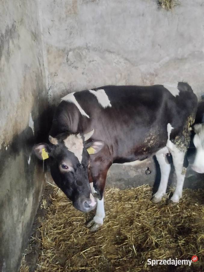 Jałówka cielna 6 miesięcy Pozostałe Baranów
