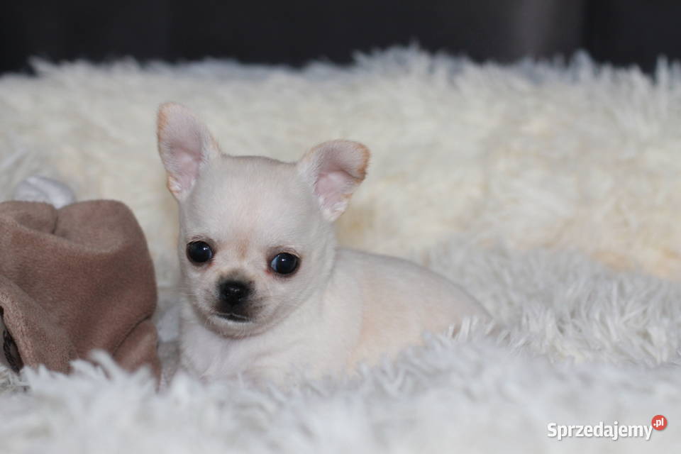 Chihuahua Geri krótkowłosey ZKwP FCI Świnoujście