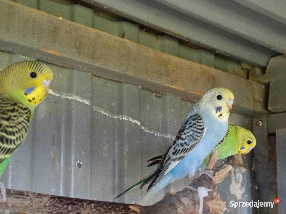 Papugi Papuga fiesta Jastrzębie-Zdrój