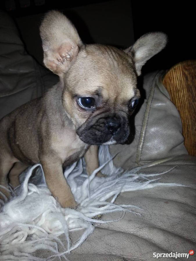 buldog francuski Konin