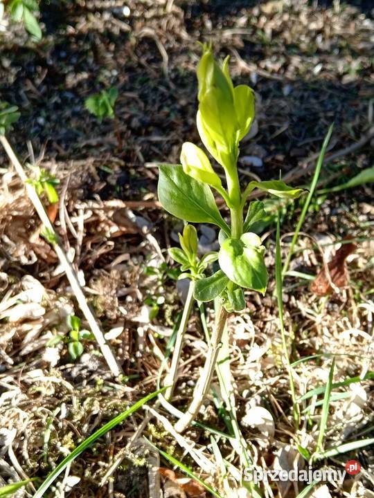 Sadzonka bez lilak biały Olesno