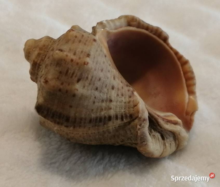 Muszla 45 59 Kreatywne Czeladź