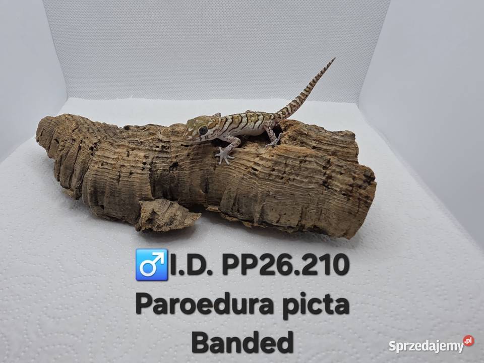 Paroedura Picta gekon madagaskarski śląskie Zawiercie