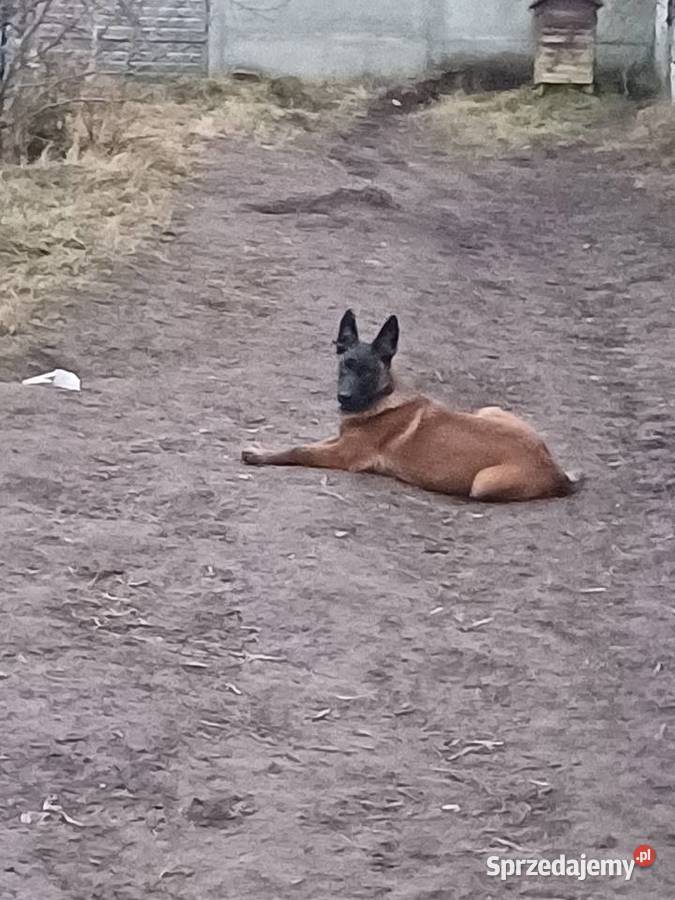 Owczarek Belgijski Zambrów sprzedam