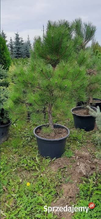 Sosna Czarna 150250 w donicykopana z gruntu małopolskie Olszana