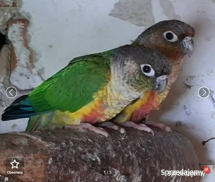 papugi rudosterki dolnośląskie Głogów sprzedam