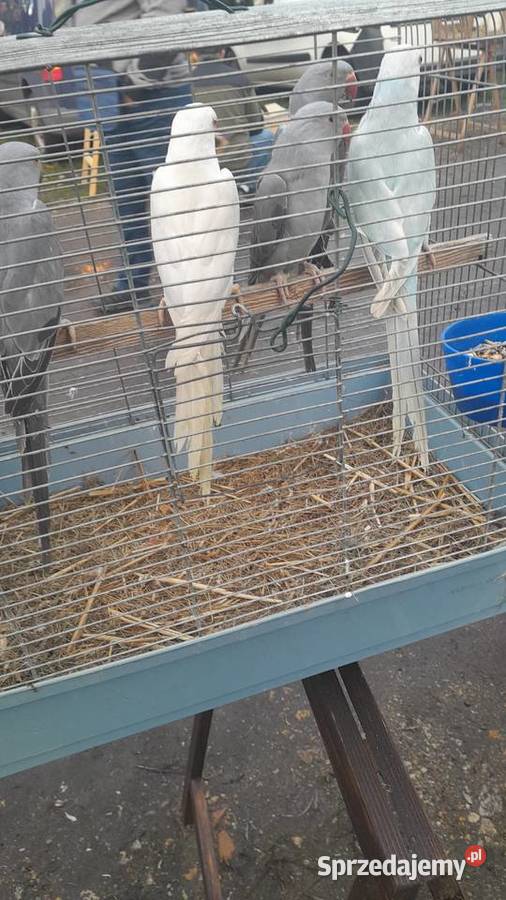 Aleksandretty sprzedam 22 i 23 dolnośląskie
