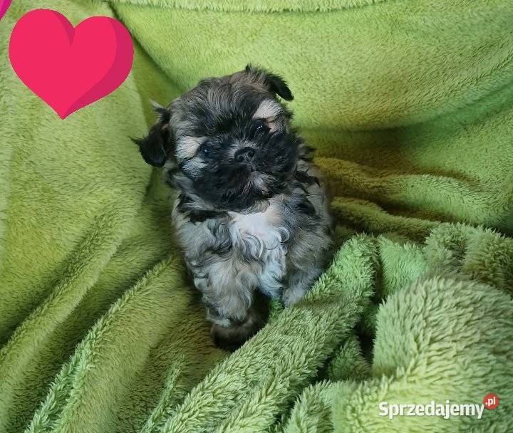 Hawanczyk hawaneze slodkie maluszki Rybnik sprzedam