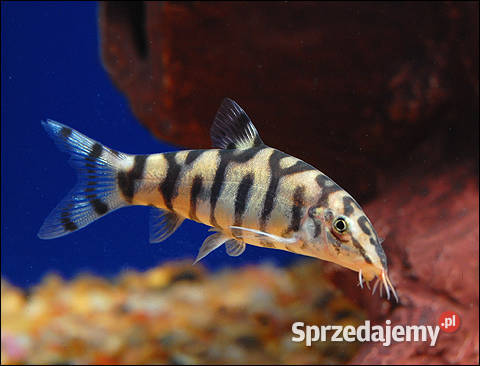 Bocja siatkowana Botia lohachata redukuje Gdańsk