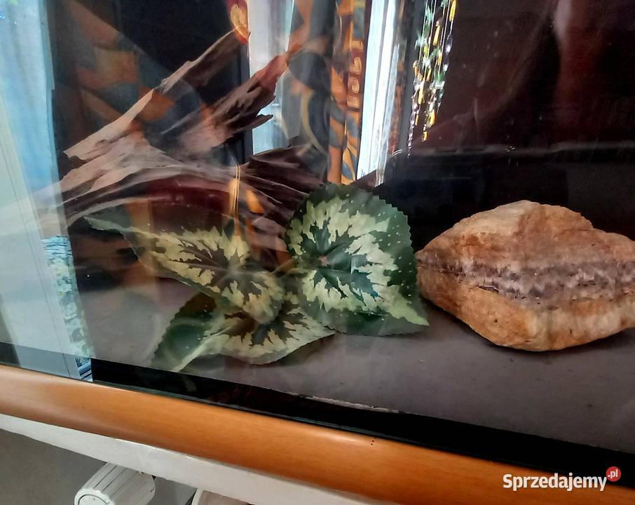 Sprzedam Akwarium Terrarium 100L Pozostałe Kraków