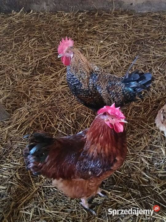 Sprzedam koguty tegoroczne ozdobne Ptaki pomorskie Liniewo