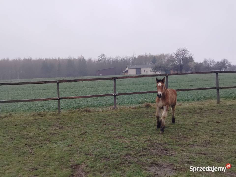 Likwidacja chodowli całość Cyców