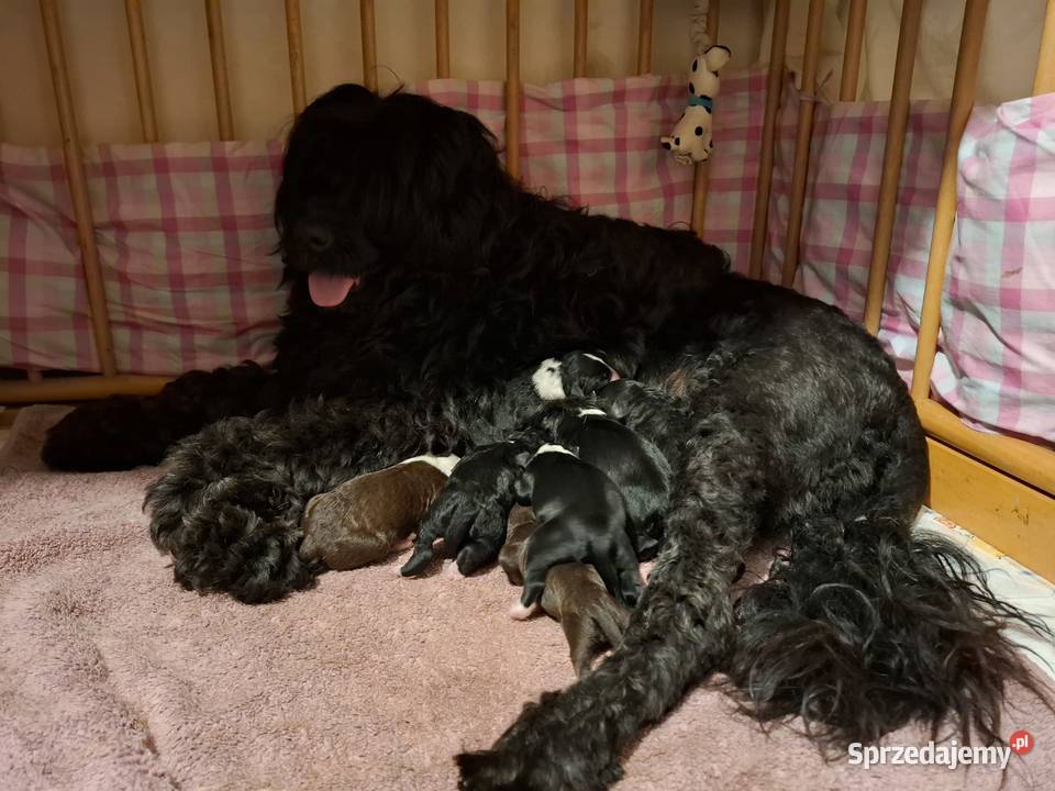 Portugalski pies dowodny szczenięta pieski Makówiec