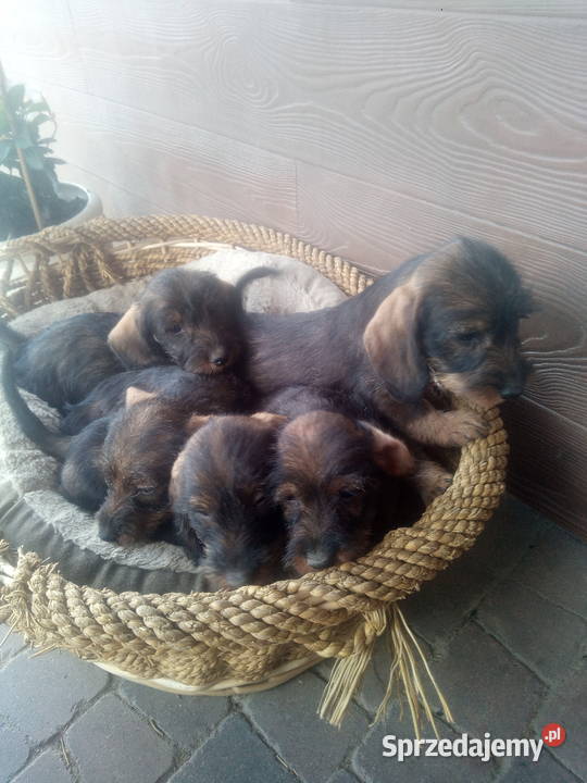 Jamnik szorstkowłosy miniatura łódzkie Błaszki