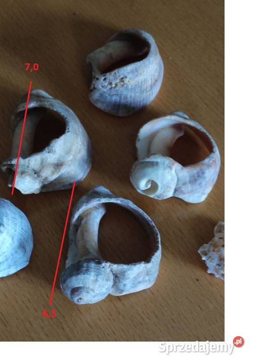 muszle muszelki skamieliny ozdobne zestaw