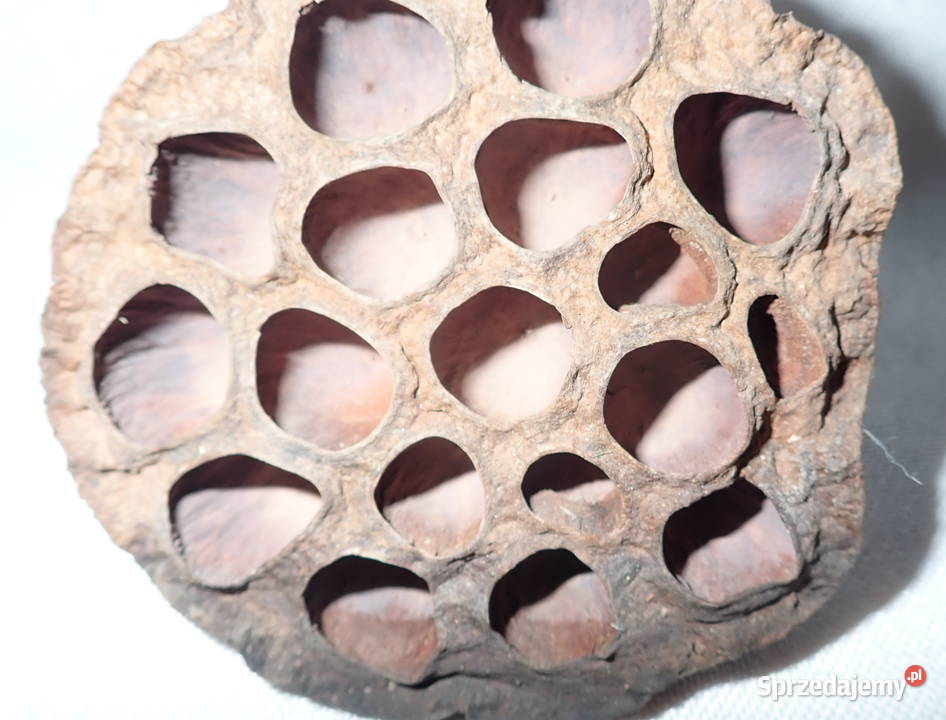 Kwiat Lotosu suszony naturalny Mały 8 Pozostałe śląskie Siewierz