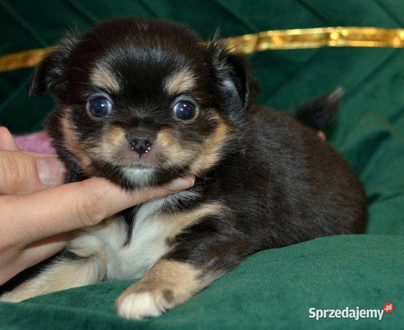 CHIHUAHUA PIĘKNE SUNIE TRICOLOR Warszawa