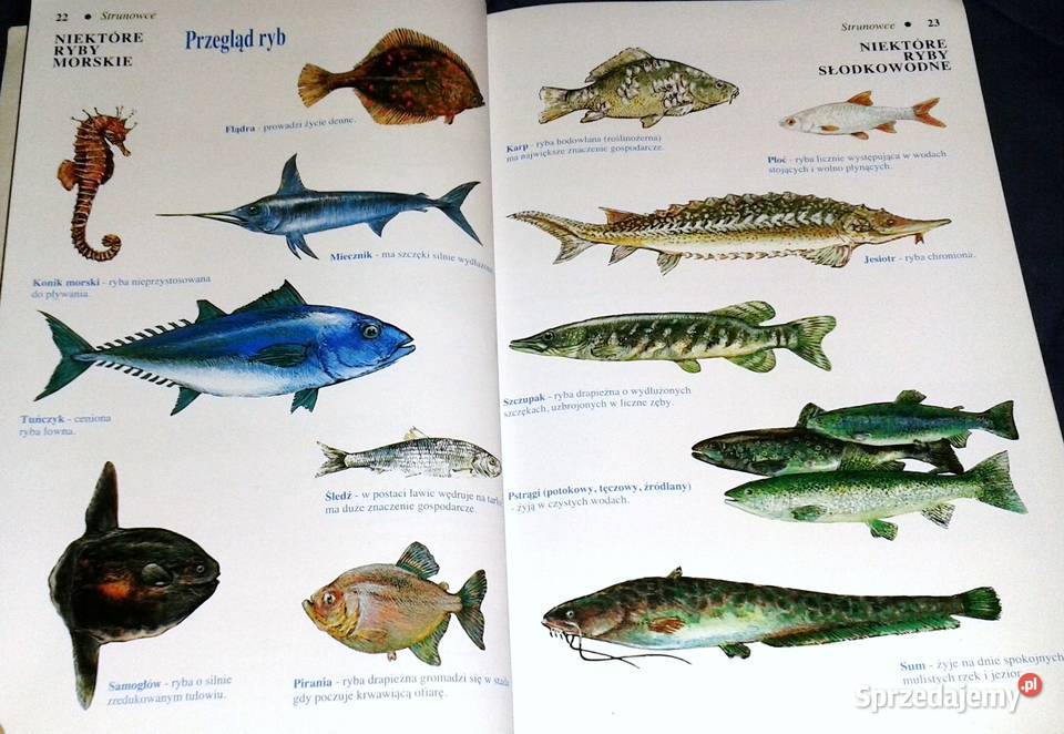 Biologia 6 Henryk Lach Krystyna Mnich Rok wydania 1994 lubelskie Chełm sprzedam