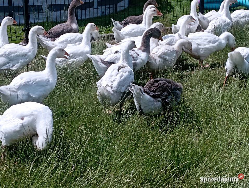 Gęsi ODCHOWANE Rasy Kołudzkiej i Landes Golasowice