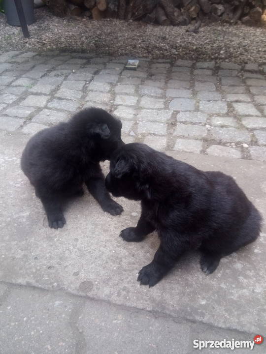 Owczarek Belgijski Groenendael Zwierzęta Wrocław