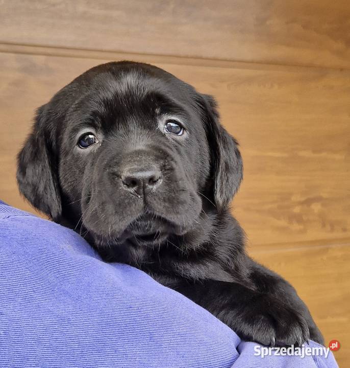 Labrador Retriever ZKwP oKrakówczarne szczeniaki Stadniki sprzedam