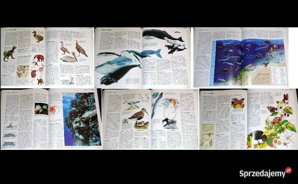 ABC przyrody w pytaniach i odpowiedziach Readers Chełm sprzedam