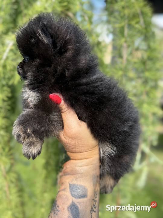 Szpic miniaturowy Pomeranian Gorzów Wielkopolski
