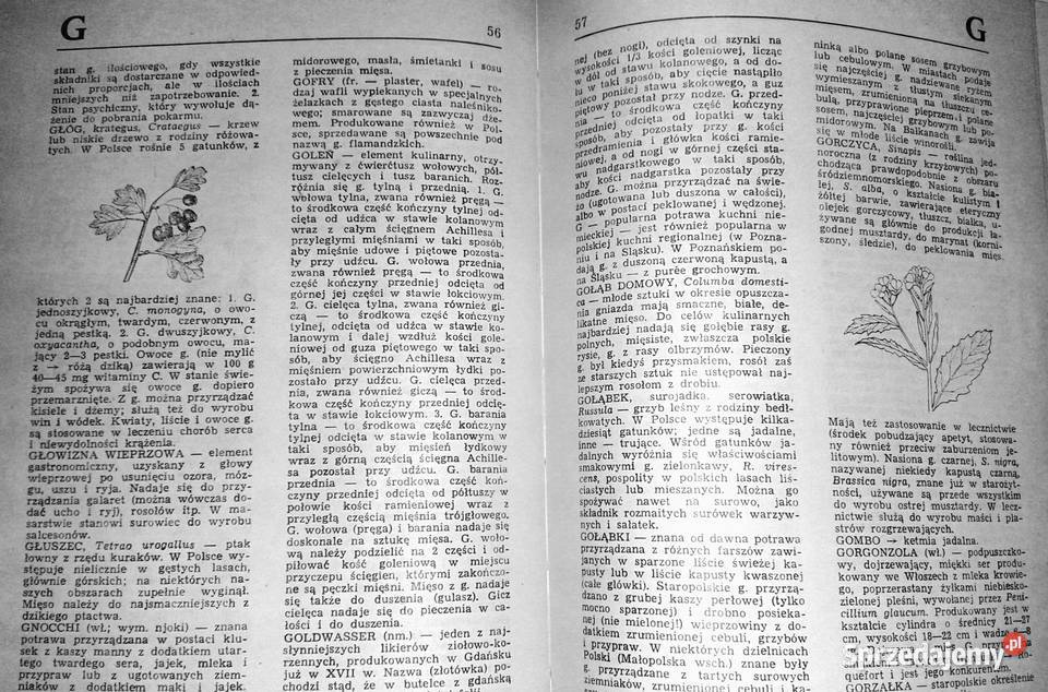 Leksykon sztuki kulinarnej Maciej E Halbański Chełm