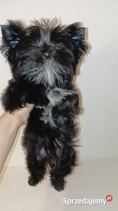 Boy Yorkshire Terrier XXS Black Grzybno sprzedam