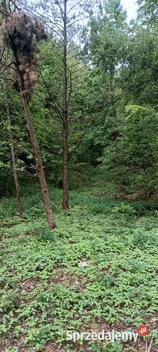 Sprzedam działkę rekreacyjną częściowo zalesioną