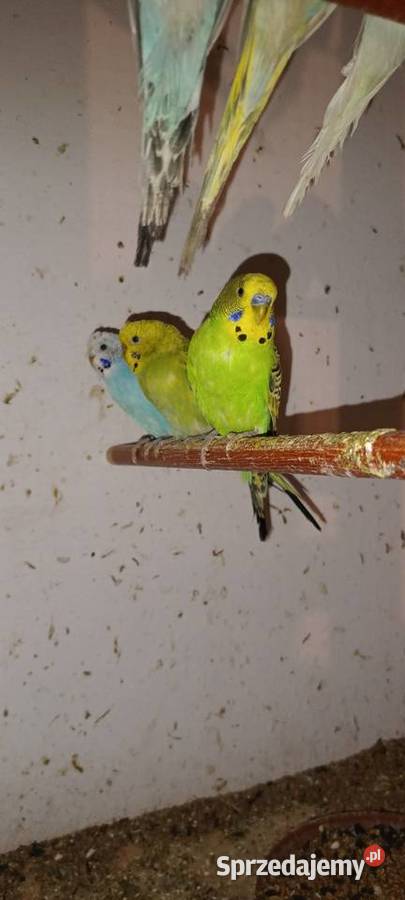 Sprzedam papugi świętokrzyskie Pierzchnica