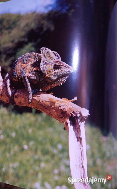 Amatorska Hodowla Gadów ilustrowana encyklopedia Warszawa