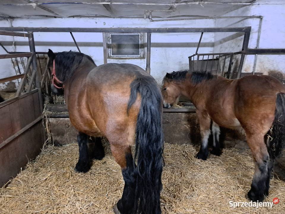 Sprzedam konie zimnokrwiste Nowe Karmonki