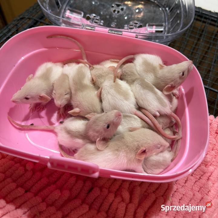 Szczury dumbo Łódź