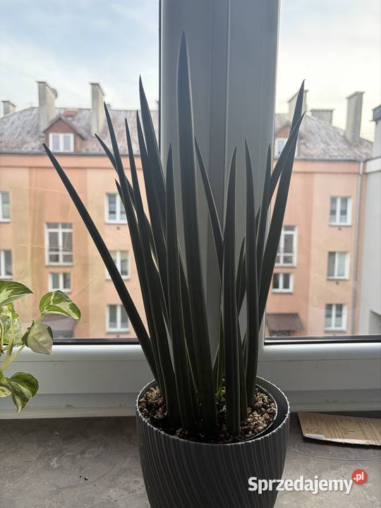 Sansewieria wężownica roślina doniczkowa