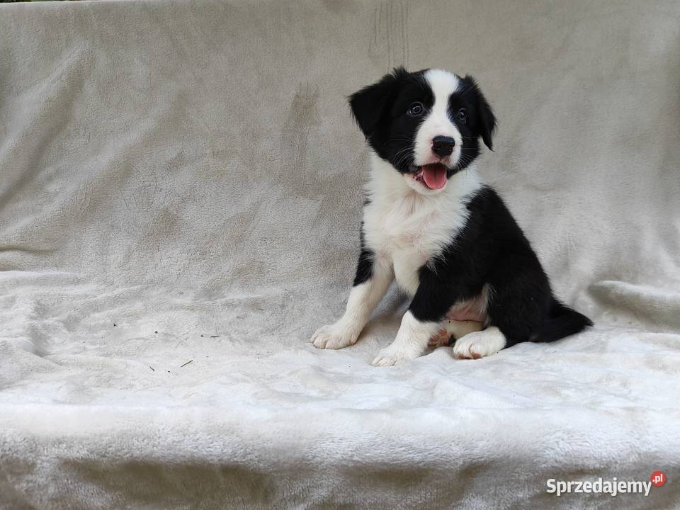 Piesek Border collie czarnobiały z rodowodem z podkarpackie