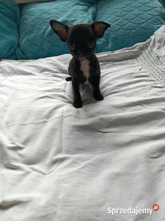 Czarny piesek Chihuahua szuka kochającego domu