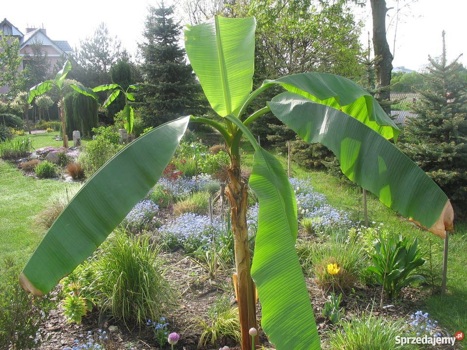 BANANOWCE BAMBUSY KAKTUSY GUNERA Rośliny Wrocław sprzedam