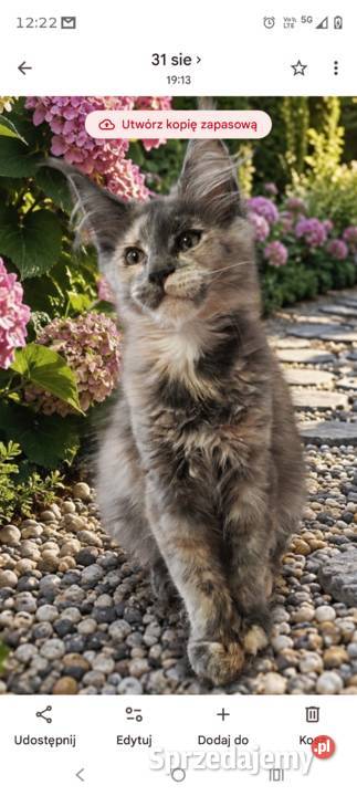 Rezerwacja Maine Coon Maine Coon Kcynia